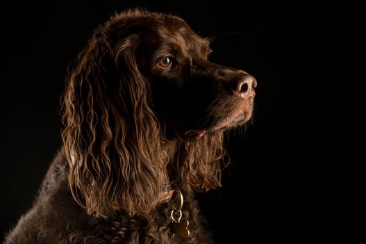 Benjy_Rich_Seance_photo_Shooting_Geneve_chien (10)