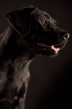 Benjy_Rich_Seance_photo_Shooting_Geneve_chien (11)