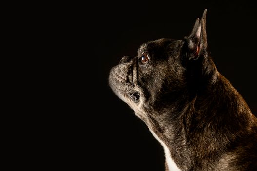 Benjy_Rich_Seance_photo_Shooting_Geneve_chien (12)