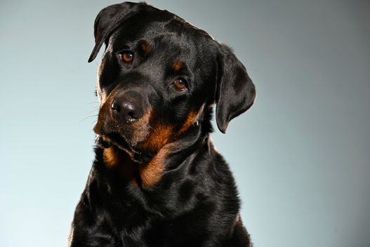 Benjy_Rich_Seance_photo_Shooting_Geneve_chien (13)