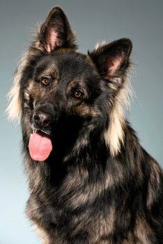 Benjy_Rich_Seance_photo_Shooting_Geneve_chien (14)