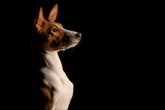 Benjy_Rich_Seance_photo_Shooting_Geneve_chien (15)