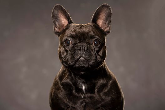 Benjy_Rich_Seance_photo_Shooting_Geneve_chien (16)