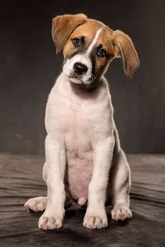 Benjy_Rich_Seance_photo_Shooting_Geneve_chien (17)