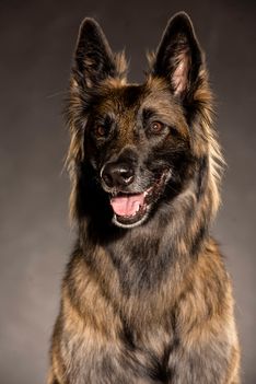Benjy_Rich_Seance_photo_Shooting_Geneve_chien (18)