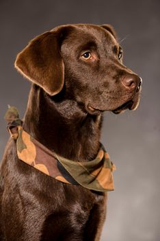 Benjy_Rich_Seance_photo_Shooting_Geneve_chien (19)