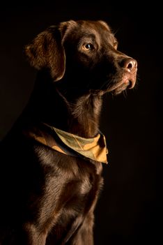 Benjy_Rich_Seance_photo_Shooting_Geneve_chien (20)