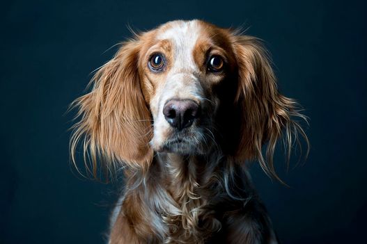 Benjy_Rich_Seance_photo_Shooting_Geneve_chien (21)