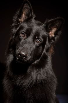 Benjy_Rich_Seance_photo_Shooting_Geneve_chien (22)