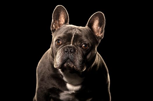 Benjy_Rich_Seance_photo_Shooting_Geneve_chien (23)