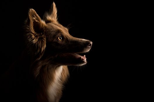 Benjy_Rich_Seance_photo_Shooting_Geneve_chien (24)