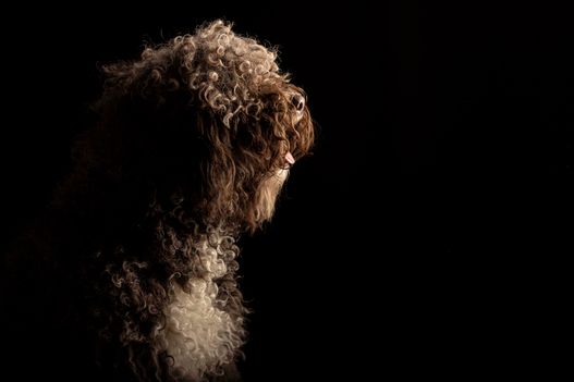Benjy_Rich_Seance_photo_Shooting_Geneve_chien (25)