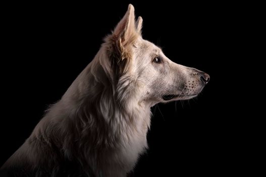 Benjy_Rich_Seance_photo_Shooting_Geneve_chien (26)