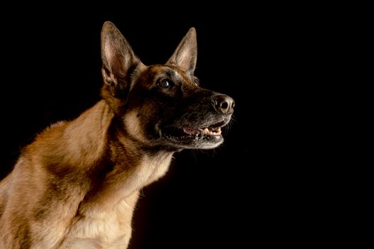 Benjy_Rich_Seance_photo_Shooting_Geneve_chien (27)