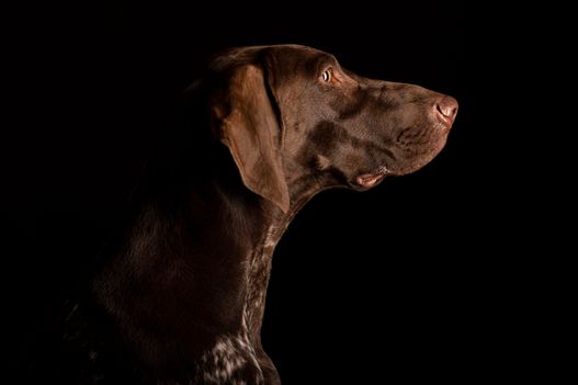 Benjy_Rich_Seance_photo_Shooting_Geneve_chien (28)