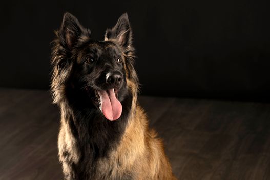 Benjy_Rich_Seance_photo_Shooting_Geneve_chien (3)