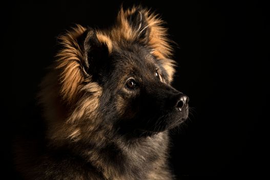 Benjy_Rich_Seance_photo_Shooting_Geneve_chien (31)