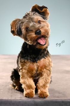 Benjy_Rich_Seance_photo_Shooting_Geneve_chien (4)
