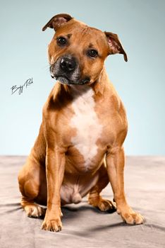 Benjy_Rich_Seance_photo_Shooting_Geneve_chien (5)