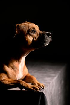 Benjy_Rich_Seance_photo_Shooting_Geneve_chien (6)