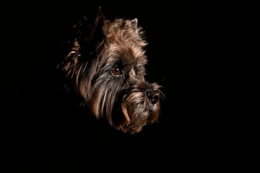 Benjy_Rich_Seance_photo_Shooting_Geneve_chien (7)