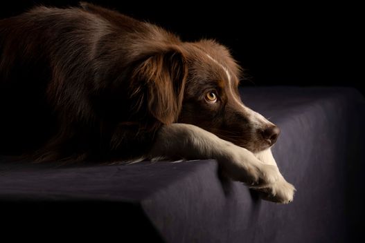 Benjy_Rich_Seance_photo_Shooting_Geneve_chien (9)