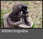 Ateles sp. 
