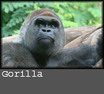 Gorilla