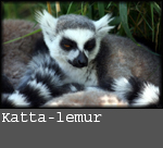 lemur catta