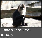 Macaca Silenus