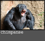 Pan troglodytes