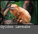 Leontopithecus rosalia