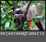 Saguinus imperator subgrisescens