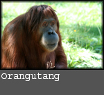 Pongo pygmaeus