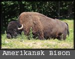 Bison bison