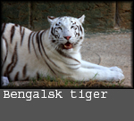 Panthera tigris tigris