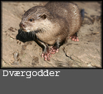 Aonyx cinerea