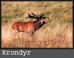 Cervus elaphus