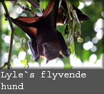lyle`s flyvende hund