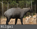 Boselaphus tragocamelus
