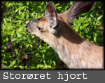 Odocoileus hemionus