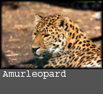 Panthera pardus orientalis