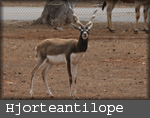 Antilope cervicapra