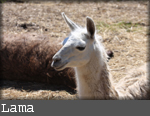 lama