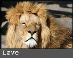 Panthera leo