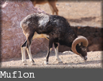 muflon