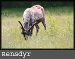 Rangifer tarandus