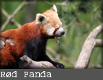 Ailurus fulgens