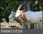Oryx dammah