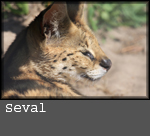 Laptailurus seval